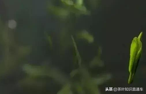 5个方面全面介绍黄山毛峰-小南北茶评