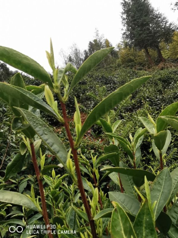 教你学会黄山毛峰茶树种类-小南北茶评