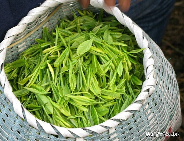 羊艾毛峰茶外形细嫩匀整，条索紧结卷曲，银毫满披-小南北茶评