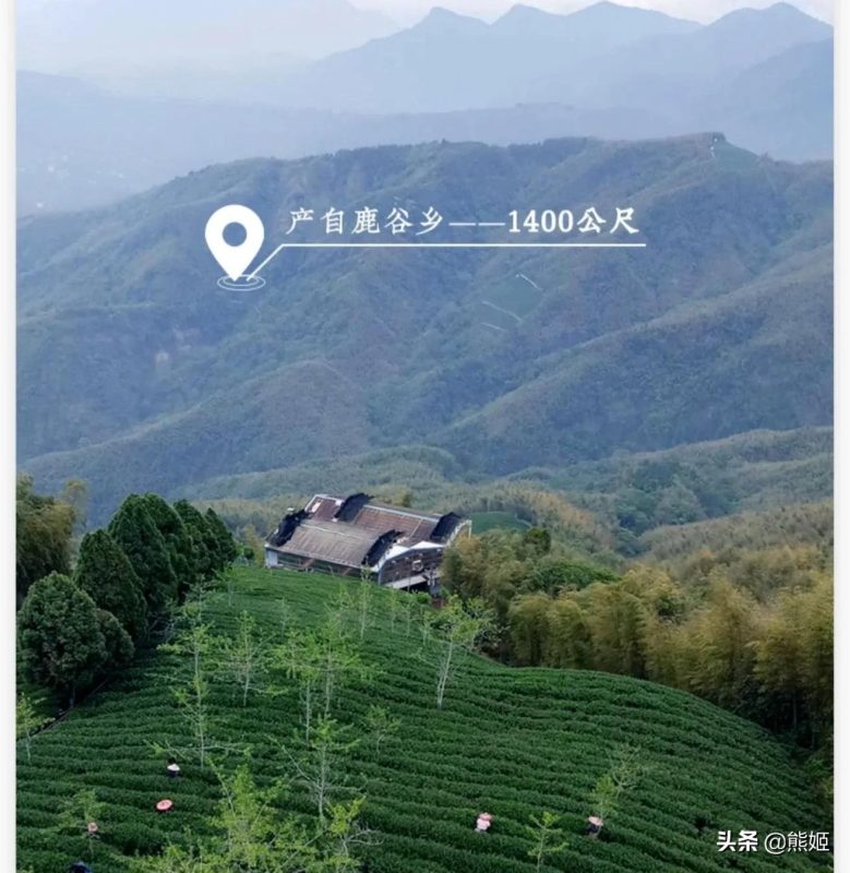 茶中圣品冻顶乌龙茶介绍-小南北茶评