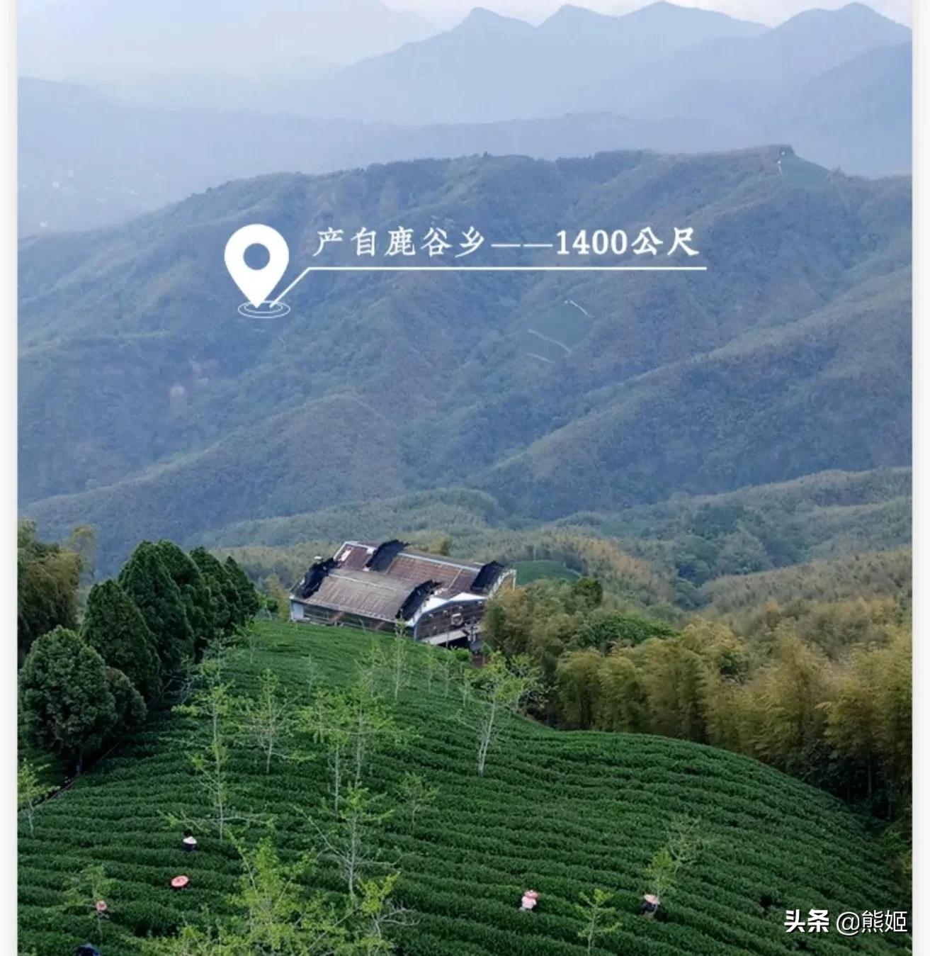 茶中圣品冻顶乌龙茶介绍-小南北茶评