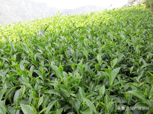 冻顶乌龙茶产地 如何鉴别冻顶乌龙茶？-小南北茶评