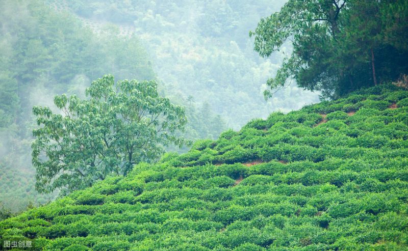 中国十大名茶之黄山毛峰的特点和功效-小南北茶评