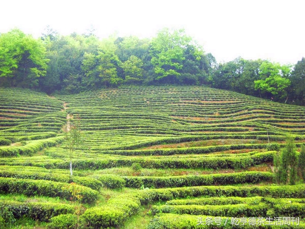 茶香中国——兰溪毛峰-小南北茶评