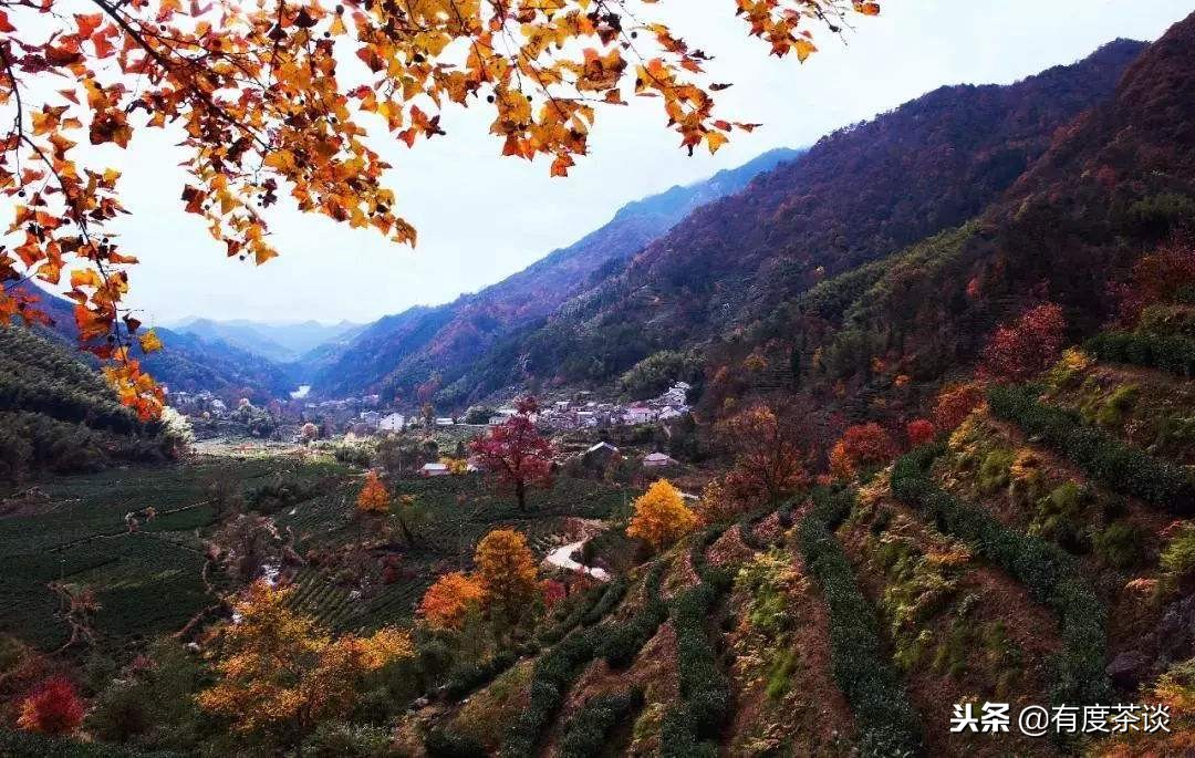九华毛峰茶的传说故事-小南北茶评