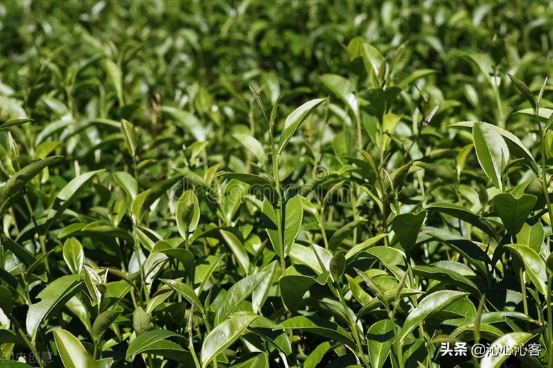 青茶知识普及：青茶是乌龙茶吗？大红袍、铁观音属于什么茶？-小南北茶评