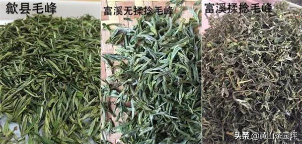 黄山毛峰产地哪里的最好?高山茶秒杀平原茶-小南北茶评