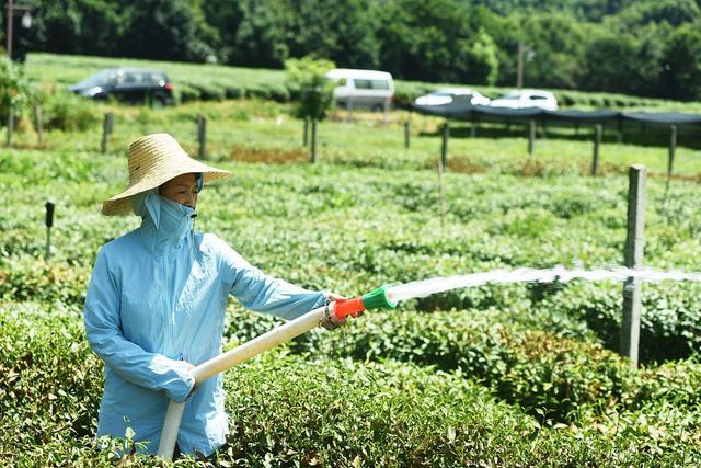 冻顶茶——台湾乌龙茶-小南北茶评
