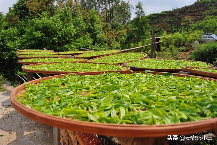 安徽黄山毛峰茶属于什么茶?看这篇帮你走出误区-小南北茶评