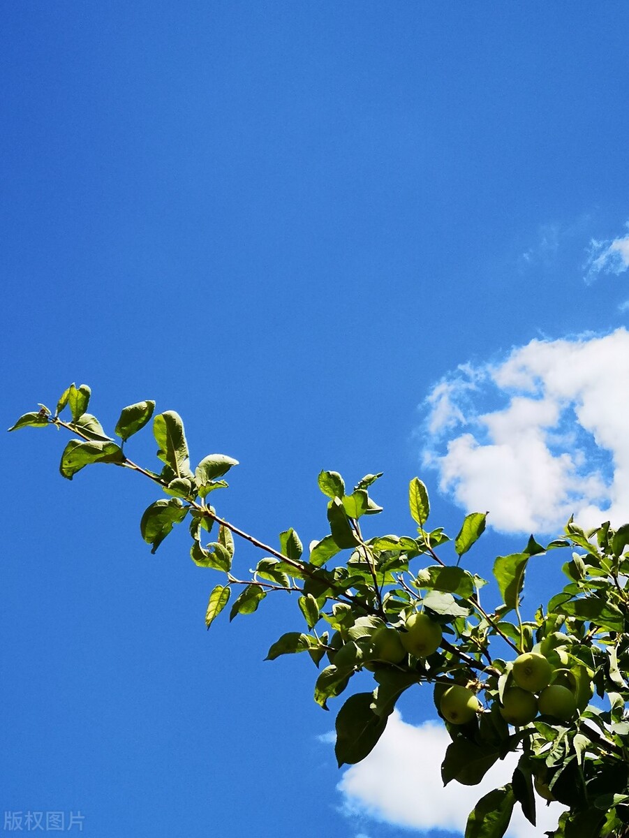 你知道冻顶乌龙是什么茶吗？-小南北茶评