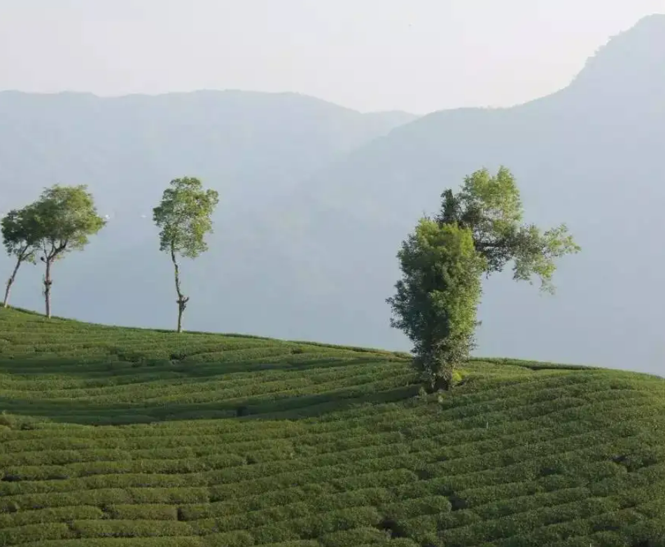 台湾乌龙名茶：冻顶乌龙-小南北茶评