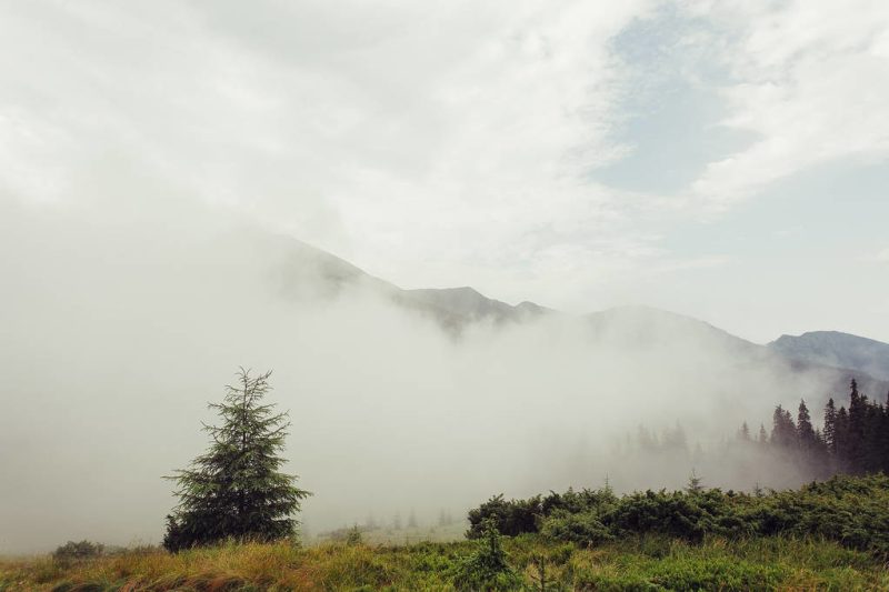 讲一讲黄山毛峰的外形特点-小南北茶评