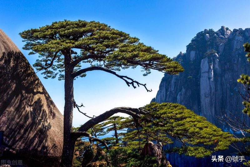 茶叶产地,鉴别,品鉴,冲泡—黄山毛峰-小南北茶评