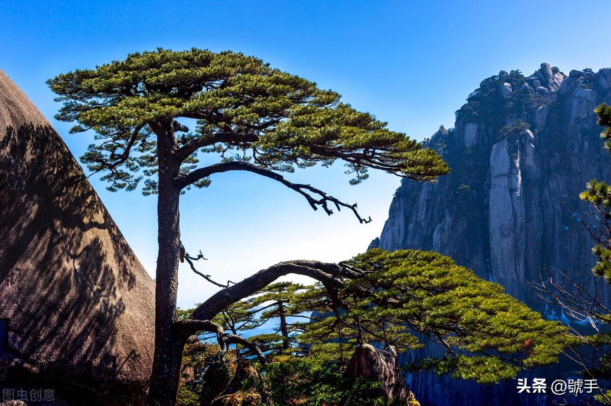 茶叶产地，鉴别，品鉴，冲泡—黄山毛峰-小南北茶评